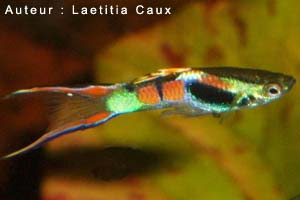Le Guppy Picasso ou Endler (Poecilia Wingei)