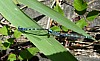 Coenagrion scitulum - Agrion mignon - Brenne08.jpg Coenagrion scitulum - Agrion mignon - Brenne08.jpg
