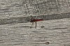 Crocothemis erythraea - Libellule écarlate - Brenne08.jpg Crocothemis erythraea - Libellule écarlate - Brenne08.jpg