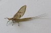 Ephemera danica - Grande Mouche de mai 2 - Brenne08.jpg Ephemera danica - Grande Mouche de mai 2 - Brenne08.jpg