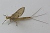 Ephemera danica - Grande Mouche de mai 4 - Brenne08.jpg Ephemera danica - Grande Mouche de mai 4 - Brenne08.jpg
