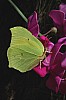 Gonepteryx rhamni - Citron - Brenne08.jpg Gonepteryx rhamni - Citron - Brenne08.jpg