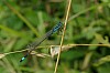 Ischnura elegans - Agrion élégant - Brenne08.jpg Ischnura elegans - Agrion élégant - Brenne08.jpg