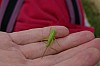 Ruspolia nitidula - Conocéphale gracieux - Brenne08.jpg Ruspolia nitidula - Conocéphale gracieux - Brenne08.jpg
