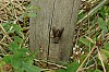 Tabanus bovinus-sudeticus - Taon des boeufs-des Sudètes - Brenne08.jpg Tabanus bovinus-sudeticus - Taon des boeufs-des Sudètes - Brenne08.jpg