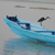 aigrette_sur_pirogue