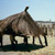 joal_grenier_mil2