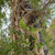 simal_arbre_liane