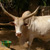 zebu1