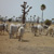 zebu_troupeau
