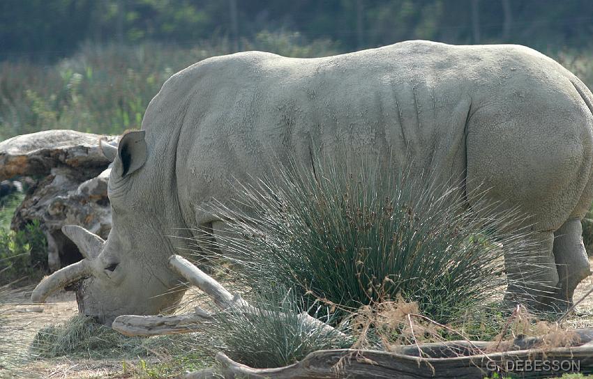 Rhino01.JPG - Rhinocéros