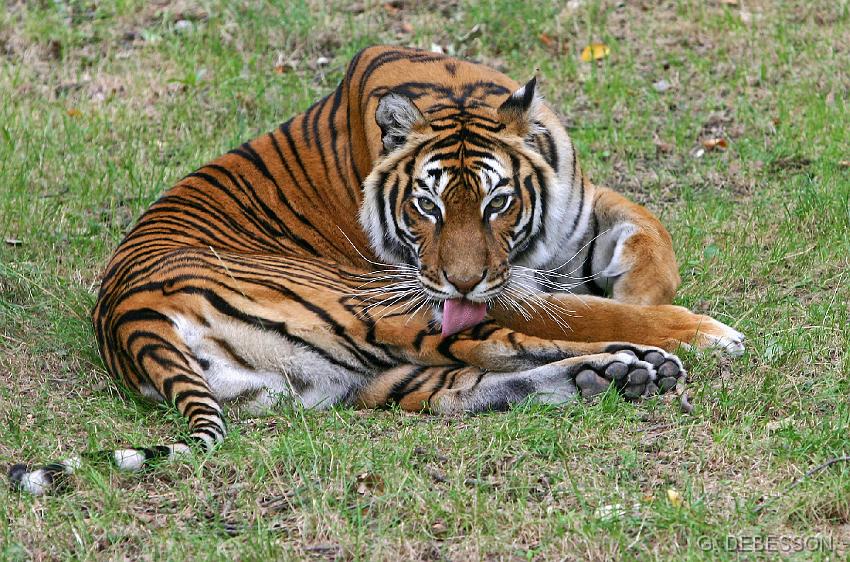 Tigre03.JPG - Tigre du Bengale
