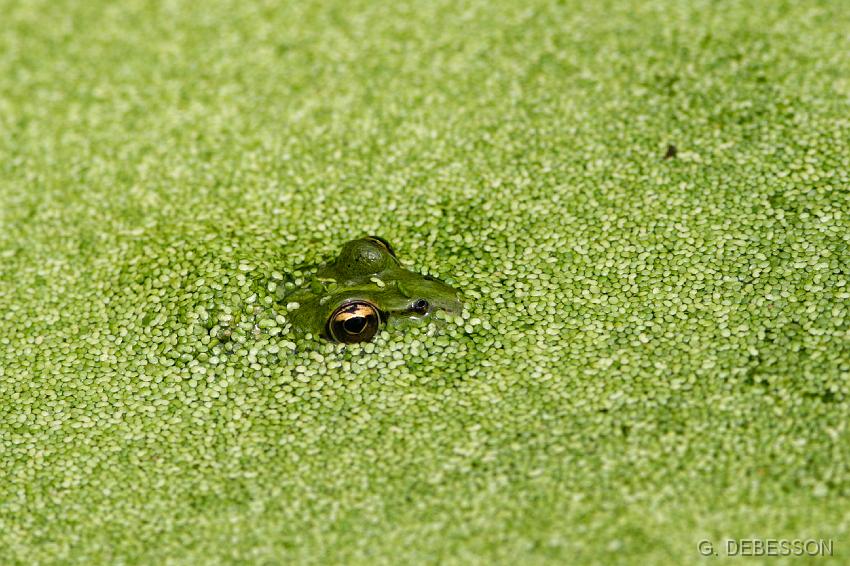 _MG_1893.JPG - Grenouille aux lentilles