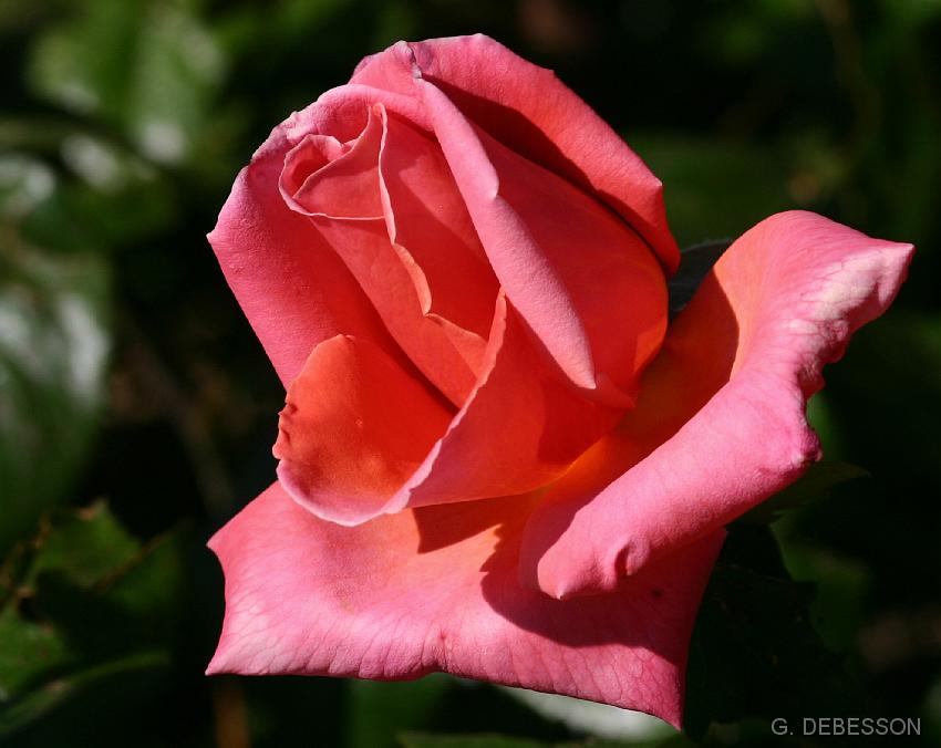 Rose05.jpg