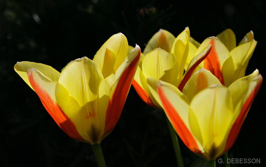 Tulipe02.JPG