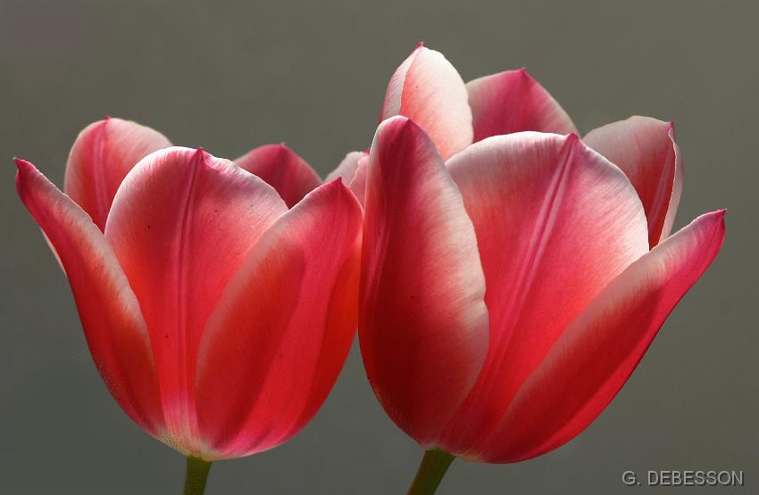 Tulipe05.jpg