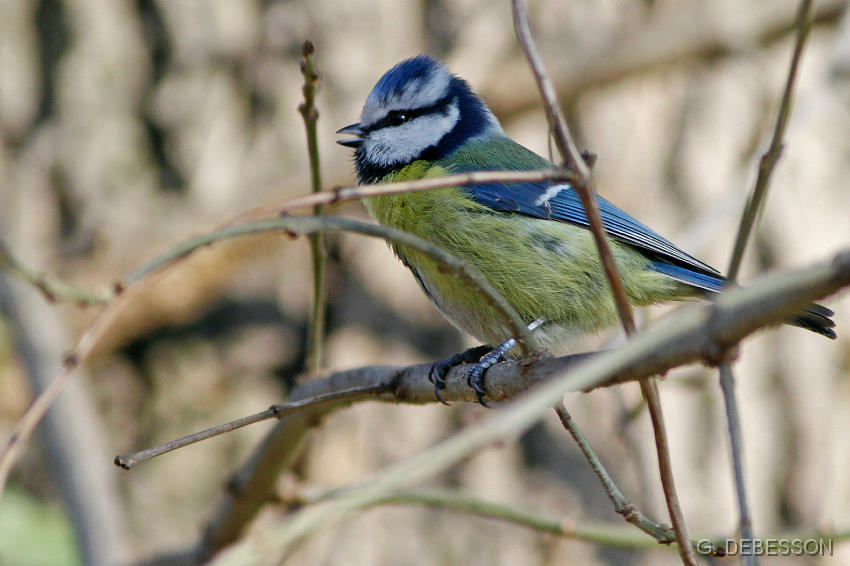 MesangBleue03.JPG - Mésange bleue en plein chant