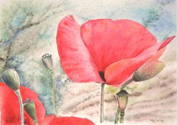 aquarelle, histoire de coquelicots