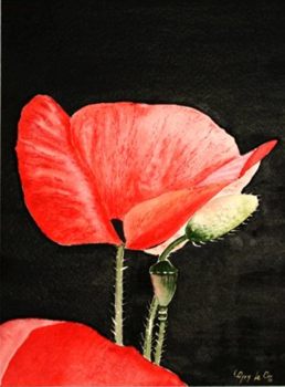 aquarelle, coquelicot et bouton