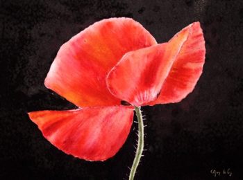 aquarelle, coquelicot