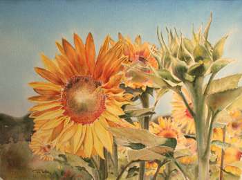 aquarelle, Tournesols