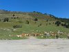 Troupeau au col d'Aspin