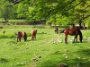 Chevaux aprs le col de Pchines