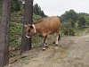 Belle vache rencontrée sur la piste montant au col Puignau.