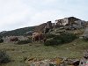 Des vaches paissent autour du mas inhabité dels Rabassers de Dalt.