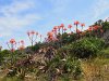 Jolies fleurs rouges plus loin ...