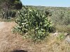 En vue d'habitations, un joli cactus ...