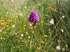 Une orchidée sauvage dans la campagne de l'île Grande.