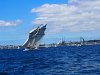 La Granvillaise, replique d'une bisquine construite en 1990 (lougre de pêche à 3 mâts), sort du port en compagnie d'autres voiliers ...