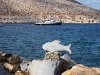 Et à Panormos il y a des poissons jusque dans les rochers !