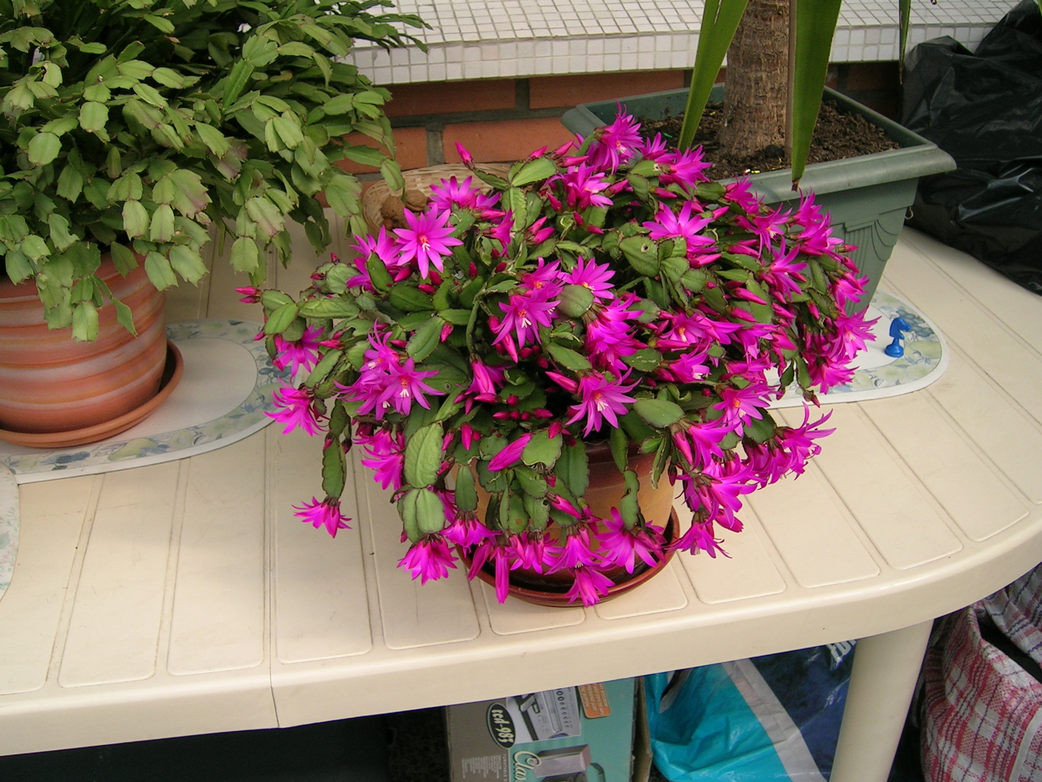 Photo 8