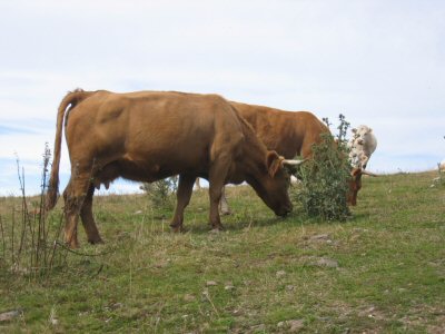Vache tarine