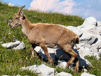 Chamois