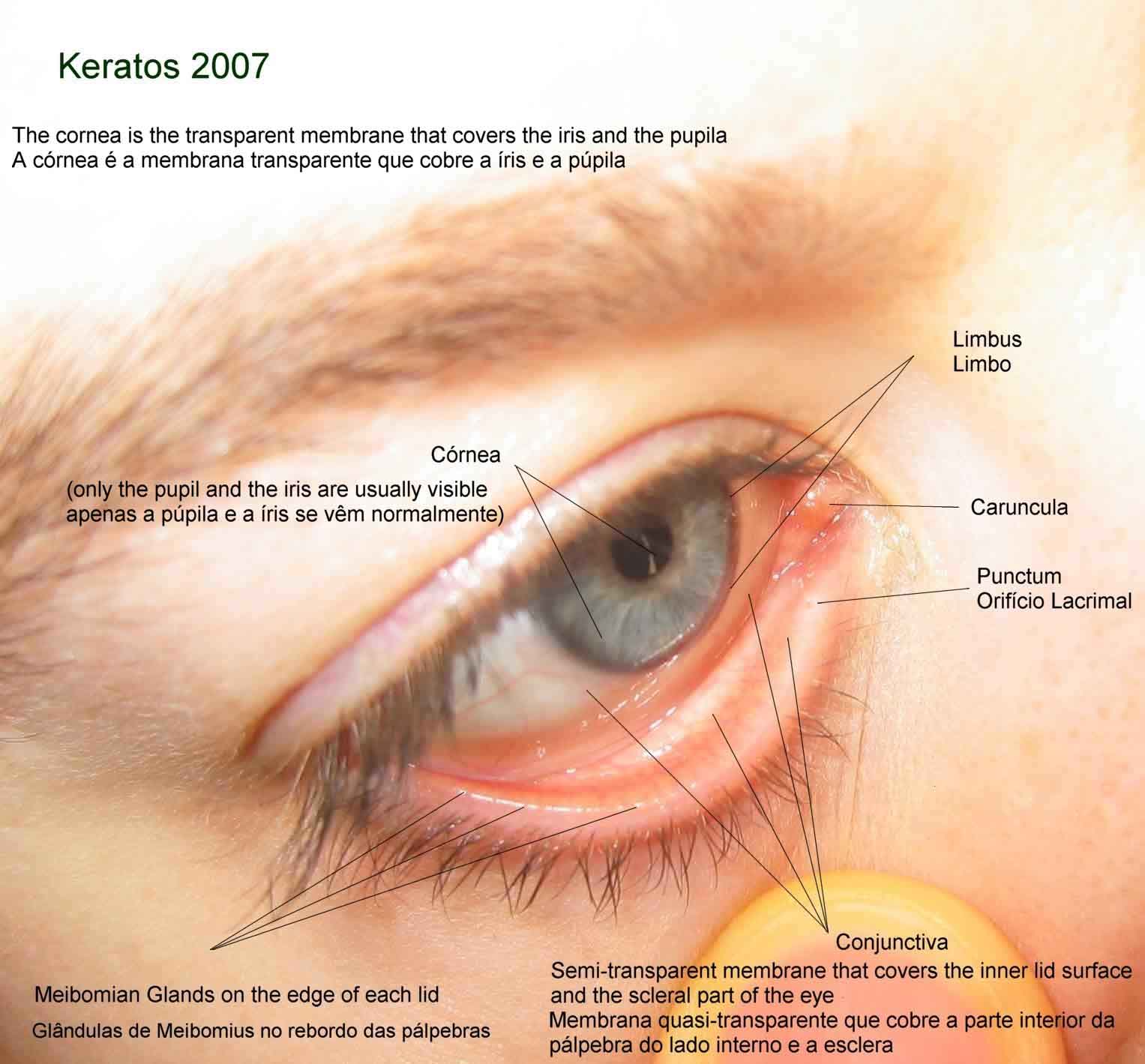 The ocular surface components