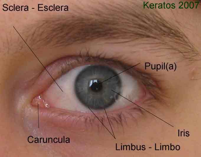 The main elements of the front of the human eye
