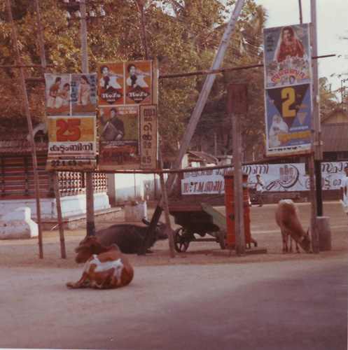 Vaches sacrées à Cochin