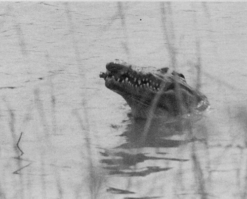 Crocodile du lac sacr