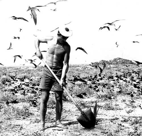 Dani Mas de La Dunkerquoise plante un cocotier aux îles Chesterfield