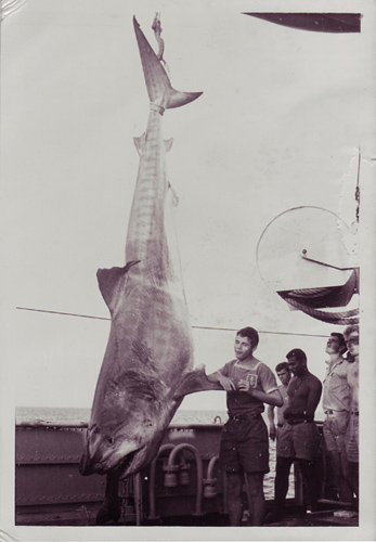 Requin femelle péchée aux îles Chesterfield - Longueur 4,80 m contenant 42 petits requins 