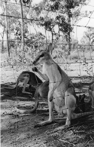 Kangourous à Darwin