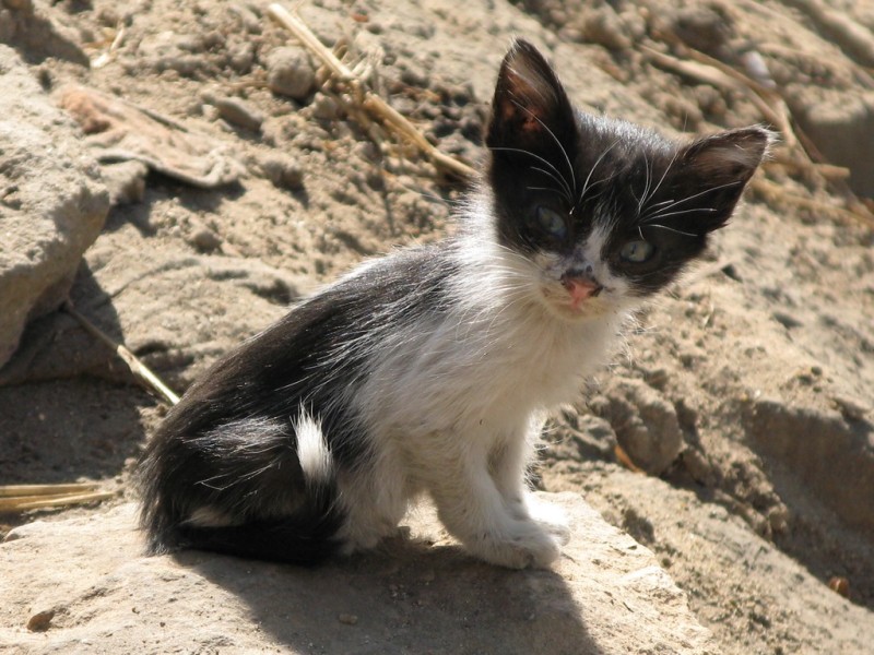 image ./egypte/307_jpg.jpeg