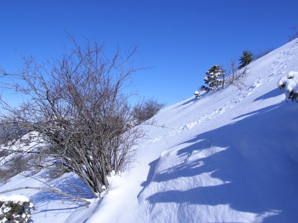 image ./10/p2030009_jpg.jpeg