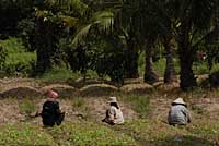 Agrisud  au Cambodge