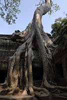 Ta Phrom  Angkor au Cambodge