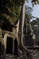 Ta Phrom  Angkor au Cambodge