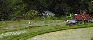 Rizires de Bali, balinese rice terraces, Alain Diveu